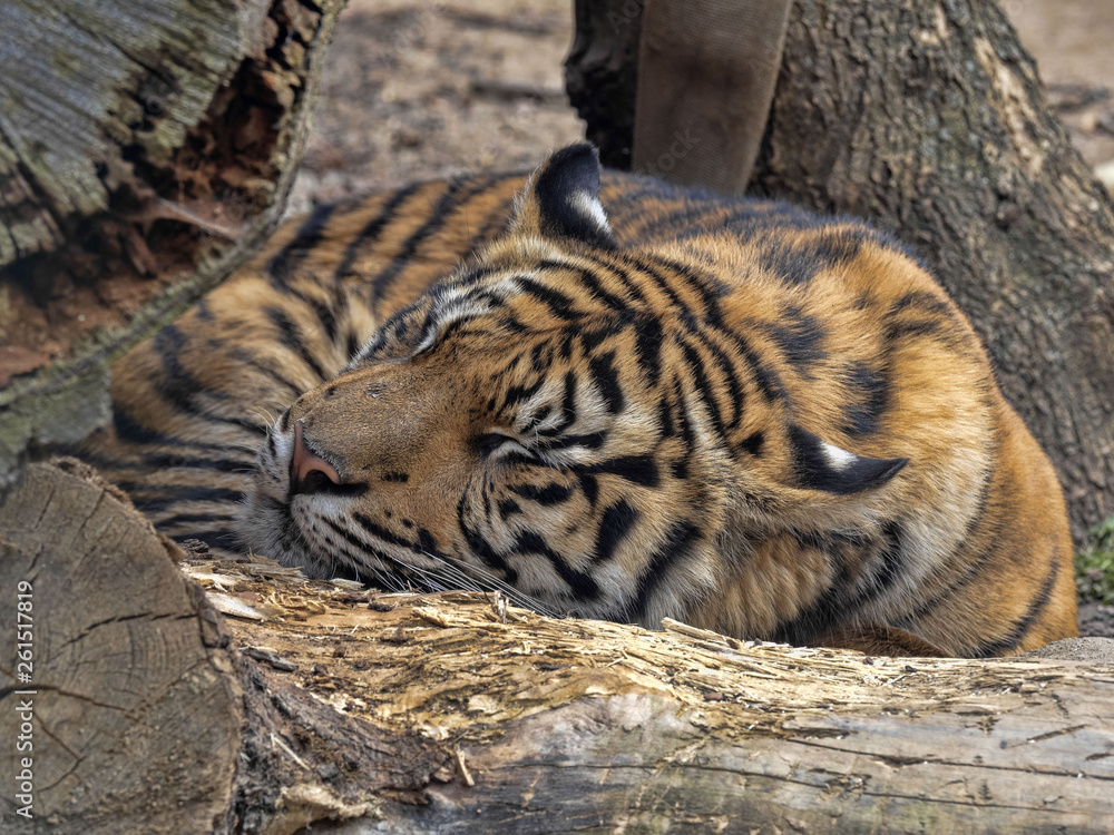Naklejka premium Panthera tigris sumatrae, Sumatran Tiger lies on a large trunk