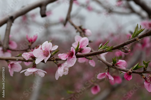 cherry blossom in spring © 崔文超 崔文超