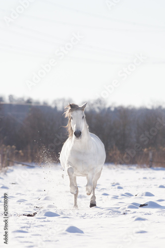 Schimmel im Schnee