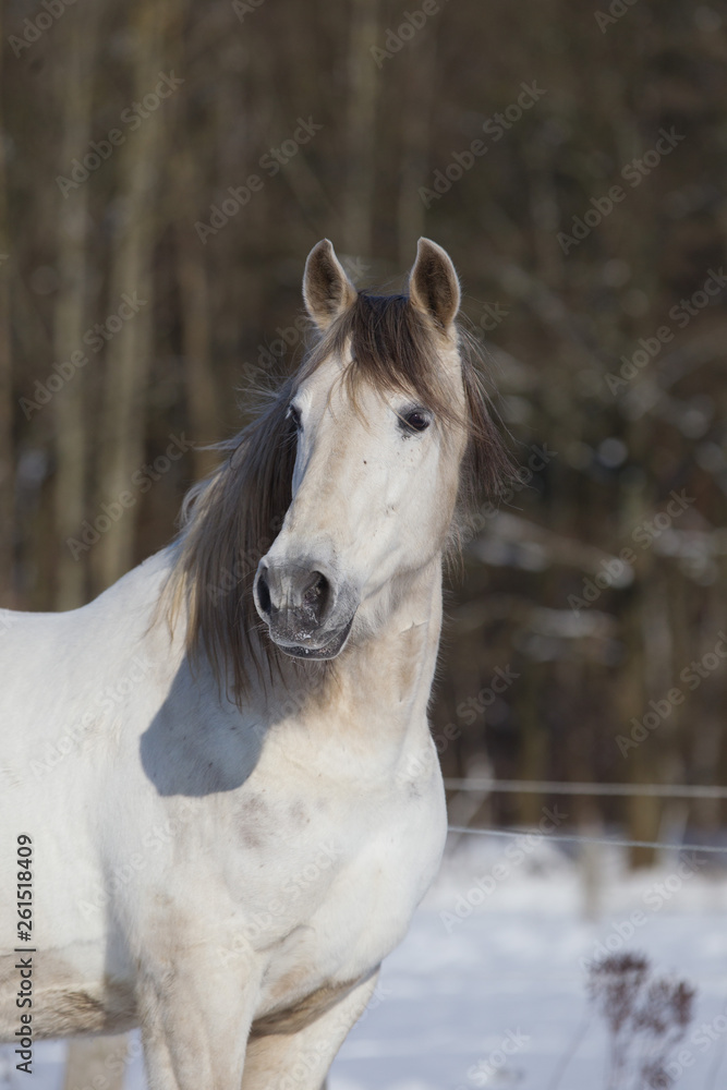 Pferd Wallach Schimmel im Schnee auf der Winterweide Pferd Wallach Schimmel im Schnee auf der Winterweide