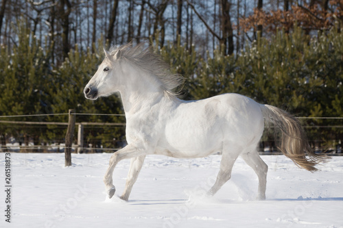 Pferd Schimmel im Schnee © Ines Hasenau