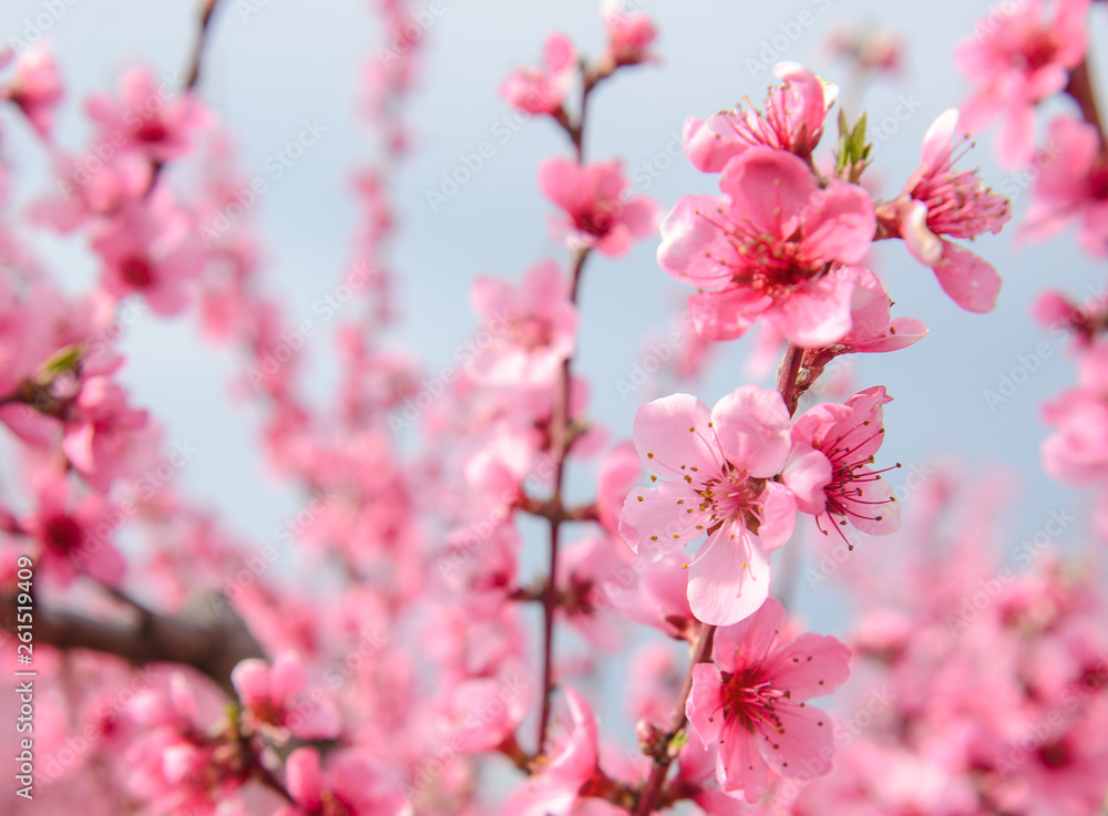 Blossoming peach tree branches, the background blurred. Spring concept Blossoming peach tree branches, the background blurred. Spring concept
