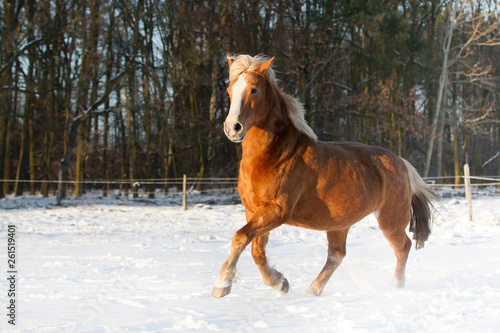 Pferd Haflinger im Schnee © Ines Hasenau