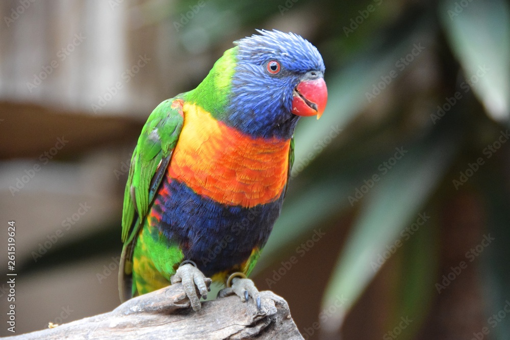 Rainbow Lorikeet