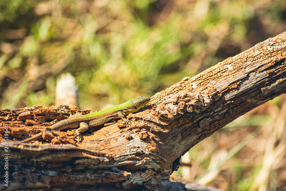Green Balkan lizard, Lacerta trilineata. Crawling on a tree trunk on a sunny day Green Balkan lizard, Lacerta trilineata. Crawling on a tree trunk on a sunny day