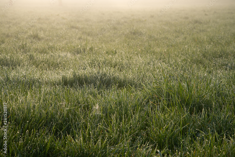 Morning Glade. Green fresh grass is covered with dew. Dawn. Mist envelops the space. The world is waking up. Texture, background, greeting card, banner. Awakening concept. Morning Glade. Green fresh grass is covered with dew. Dawn. Mist envelops the space. The world is waking up. Texture, background, greeting card, banner. Awakening concept.