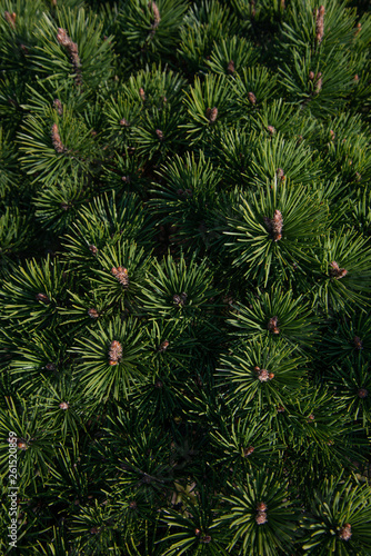 Branches of young fir trees with dense canvas buds. Top view  green needles closeup. Texture  background  summer time.