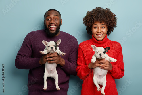 Photography Half length shot of cheerful Afro couple like animals, hold two newborn french bulldog puppies, find host for pets, smile broadly, stand next to each other over blue background