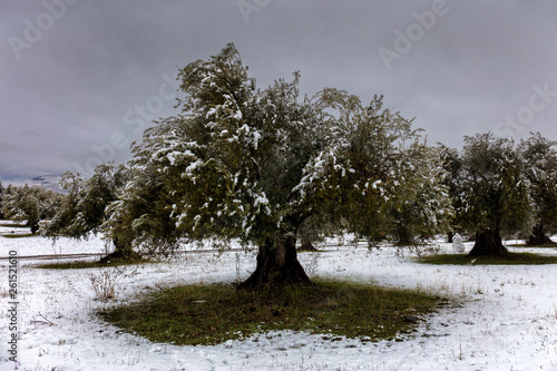 An olive tree in the snow on a winter day in the Sierra Navada in Andalucia