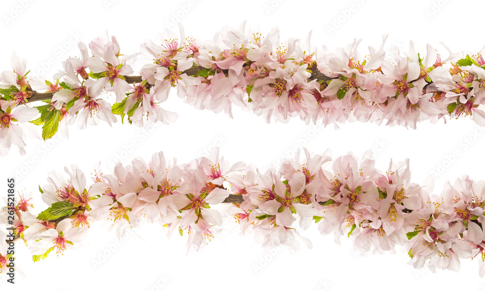 Branch with flowers nanking cherry (prunus tomentosa) Isolate on a white background. Nanking cherry (prunus tomentosa) flowers isolated on white background