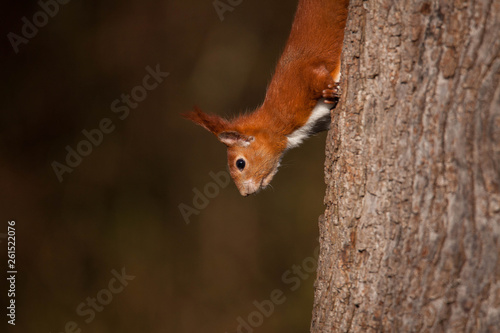 Eichhörnchen © Sabine Grahneis