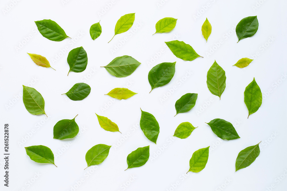 Green leaves on white background Green leaves on white background