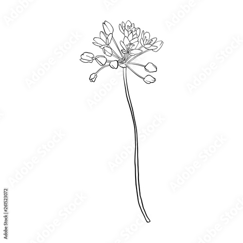 vector drawing flower