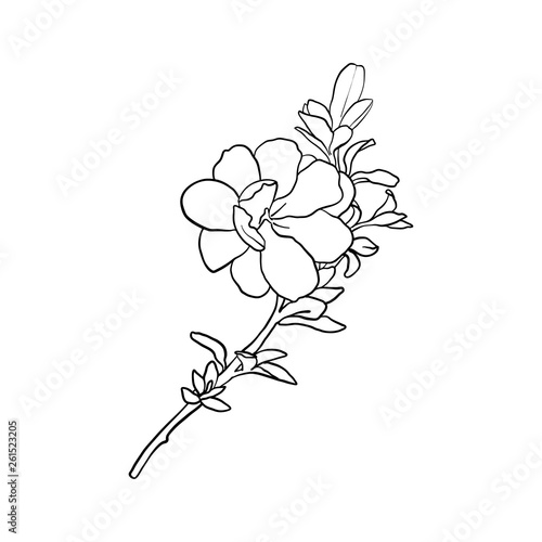 Fototapeta Naklejka Na Ścianę i Meble -  vector drawing flower