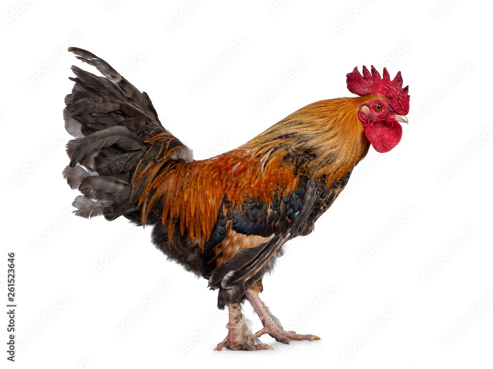 Fototapeta premium Studio shot of beautiful and well looked after male chicken / cock, standing side ways. Looking straight ahead. Isolated on white background.