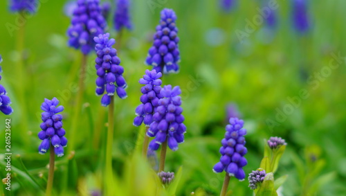 Landschaft Blumen Feld 