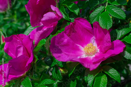 Dog-rose on a green background.