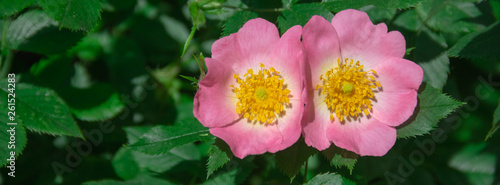 Dog-rose on a green background.
