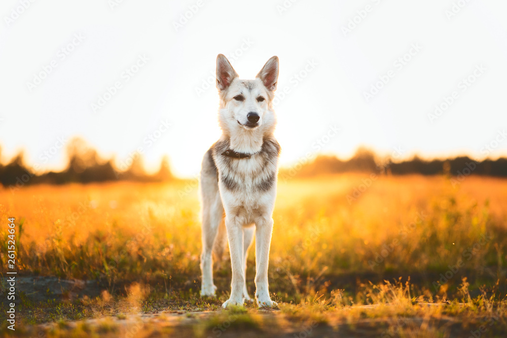Fototapeta premium Front view at husky dog walking on a green meadow looking at camera. Green trees and grass background.