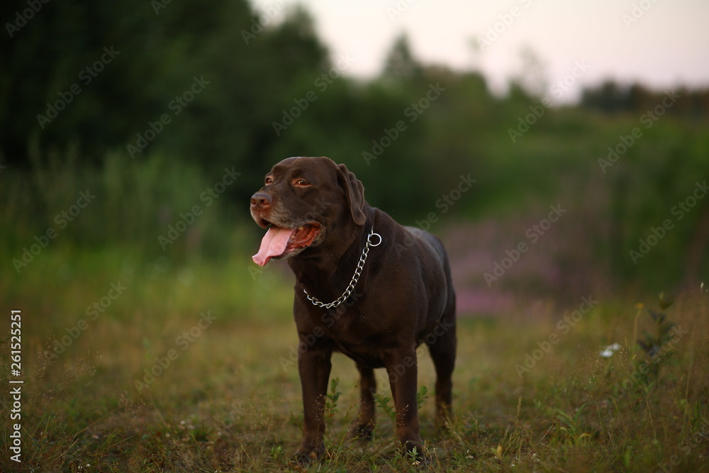 Portrait of chocoalte labrador walking on the summer field, natural light Portrait of chocoalte labrador walking on the summer field, natural light