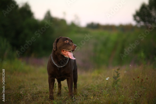 Portrait of chocoalte labrador walking on the summer field, natural light