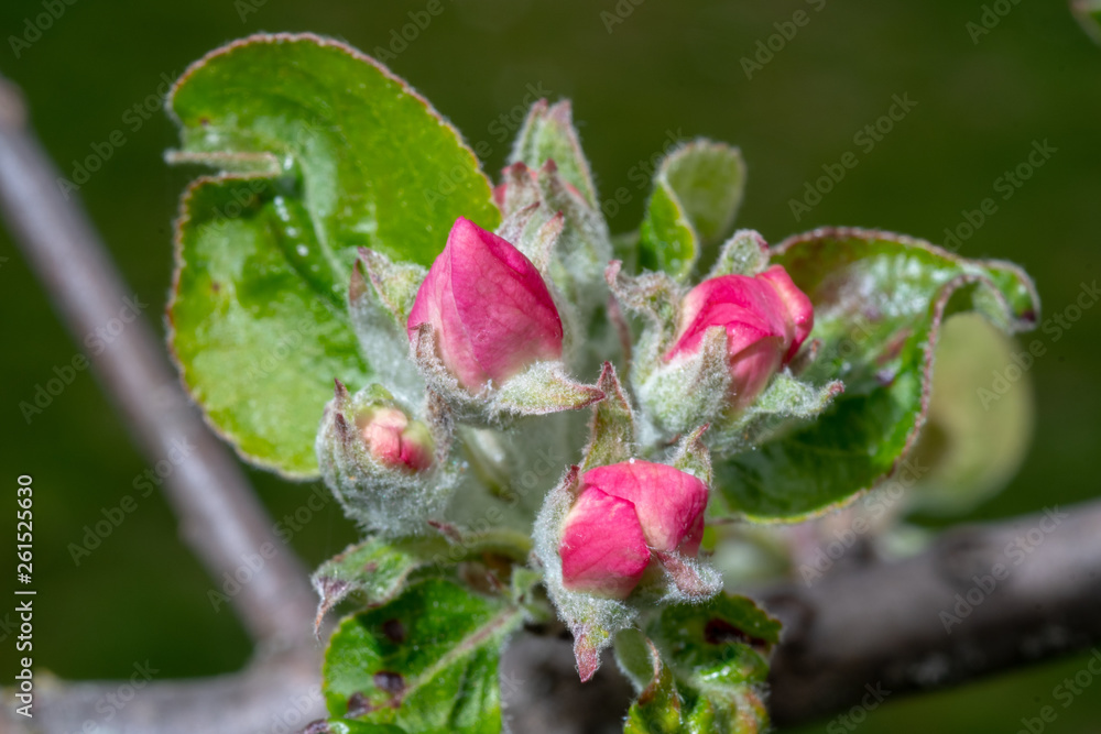 Knospen am Apfelbaum im Garten Knospen am Apfelbaum im Garten