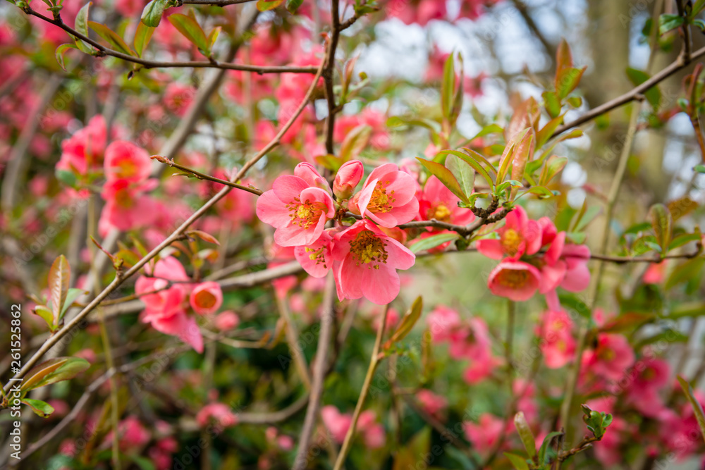 Holunderblüten