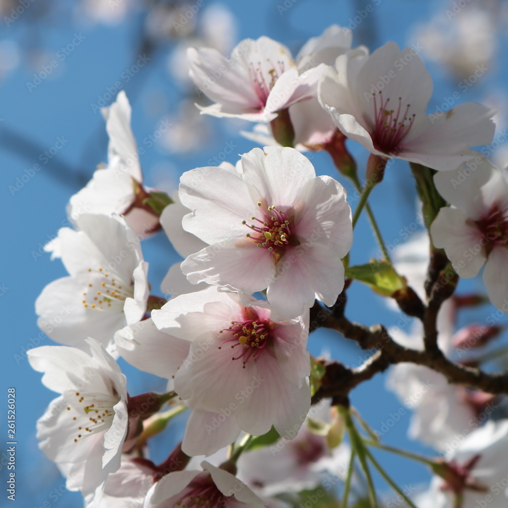 Fototapeta premium 新学期