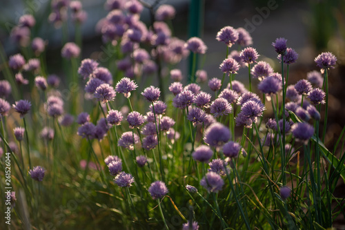 Chives with flowers captured in nature towards sunset with contrast and small shallow of depth