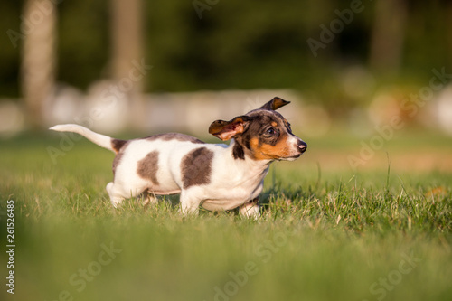 Hunderasse Amerikanischer Zwergdackel photo