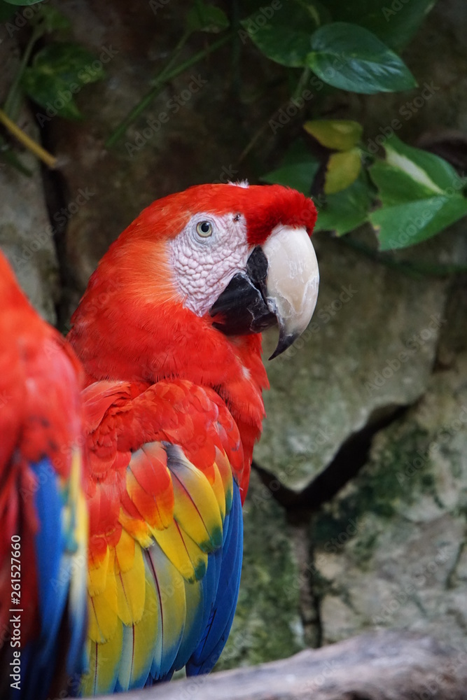 Fototapeta premium Parrots