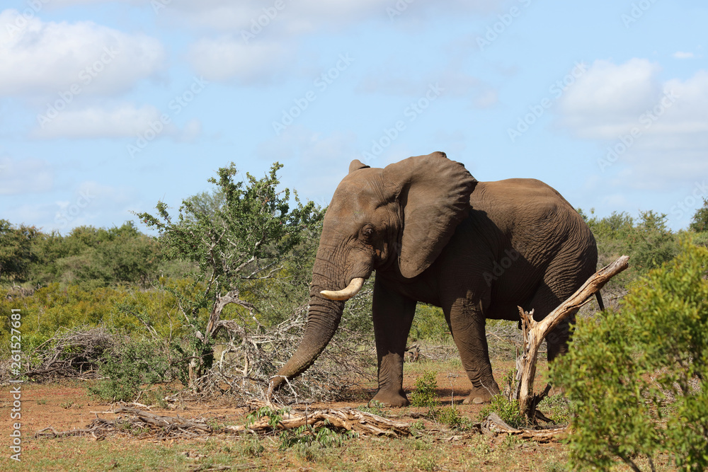 Fototapeta Afrikanischer Elefant / African elephant / Loxodonta africana
