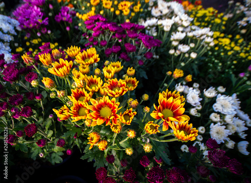 Garden Chrysanthemum Variety of Colors are Blooming