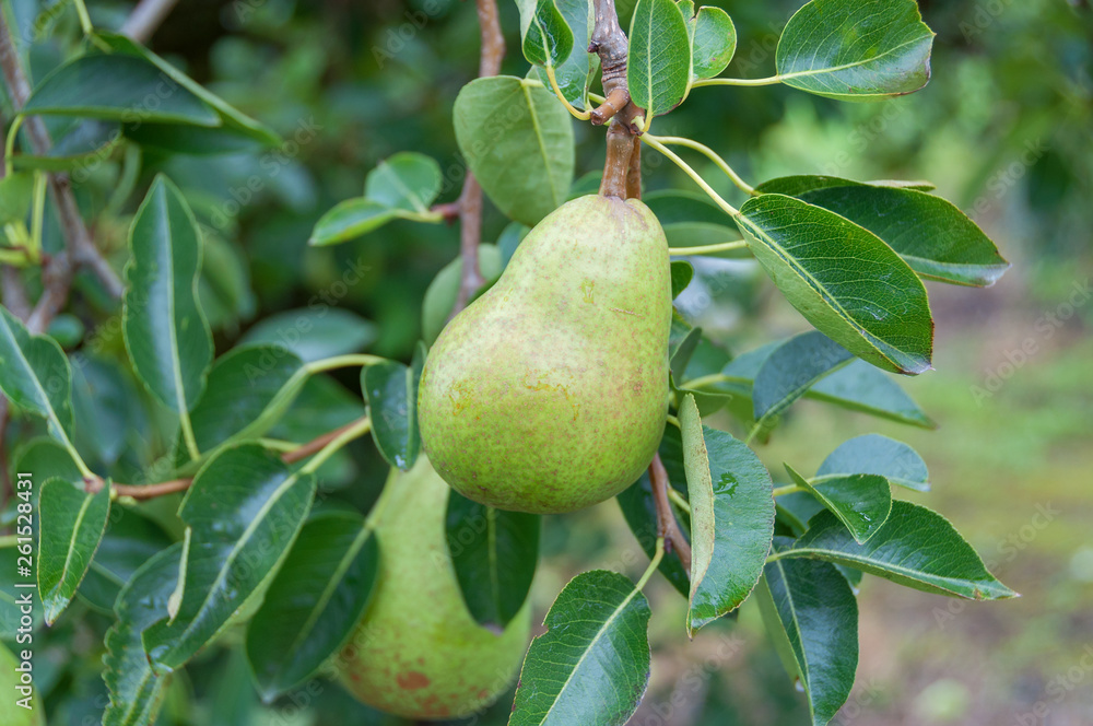 Green pear fruit hanging from the tree in the orchard Green pear fruit hanging from the tree in the orchard