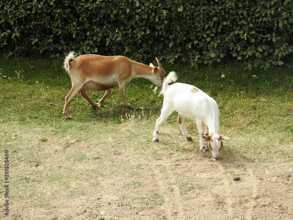 Tiere Tiere