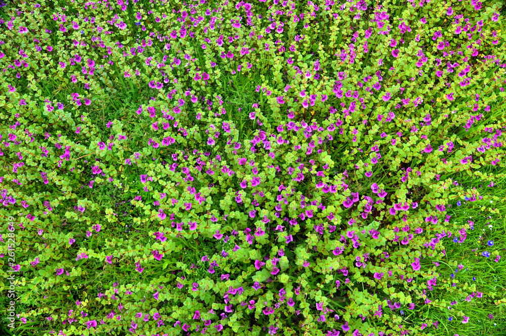 vally of kass flowers in rainy season