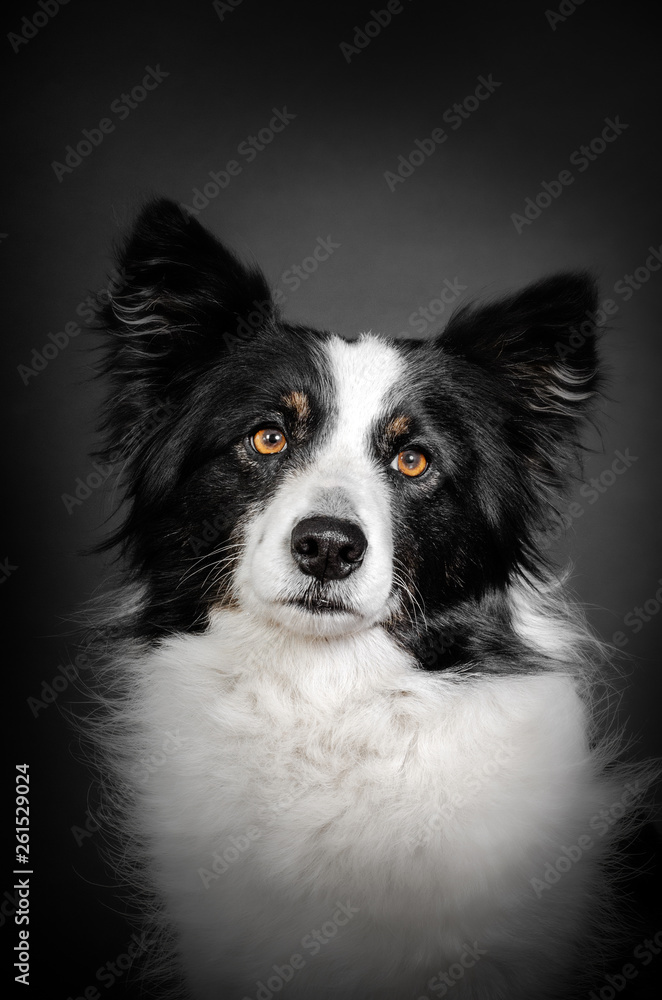 border collie dog beautiful portrait  on black background studio shooting	
