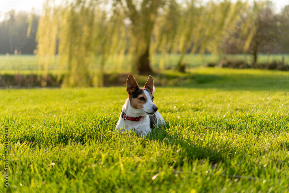Jack-Russel-Terrier liegend auf einer Wiese Jack-Russel-Terrier liegend auf einer Wiese