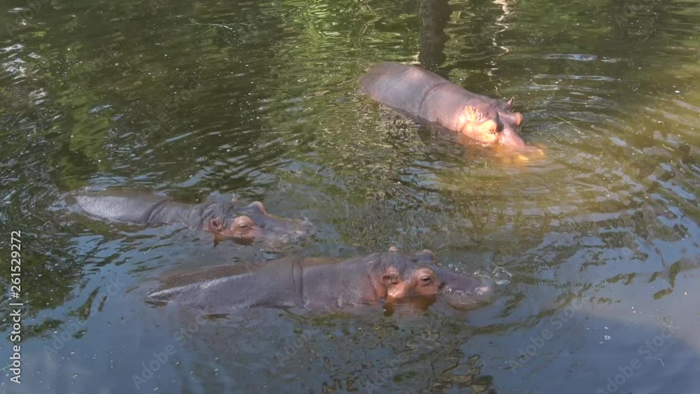 Three hippos in the lake. Chiang Mai, Thailand 