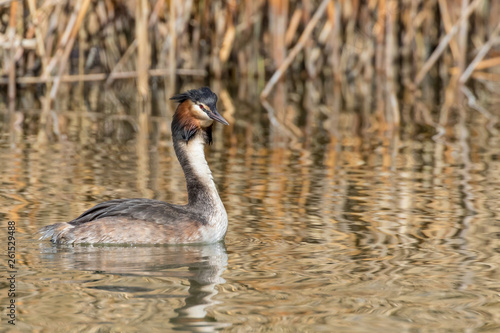 Great crested grebe (Podiceps cristatus) in breeding plumage