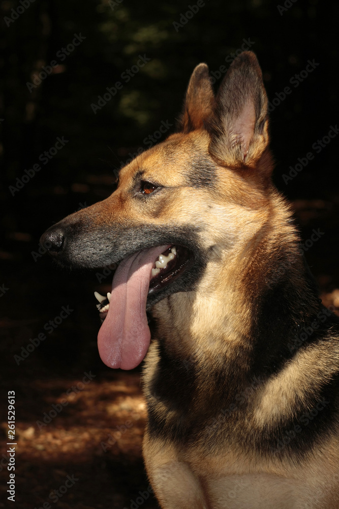 Portrait of German Shepherd Crossbreed with a Dark Background. Beautiful dog with long pink tongue hanging out of its open mouth. 