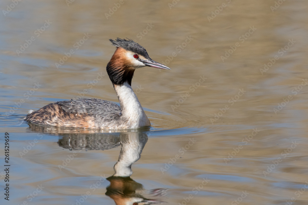 Great crested grebe (Podiceps cristatus) in breeding plumage Great crested grebe (Podiceps cristatus) in breeding plumage