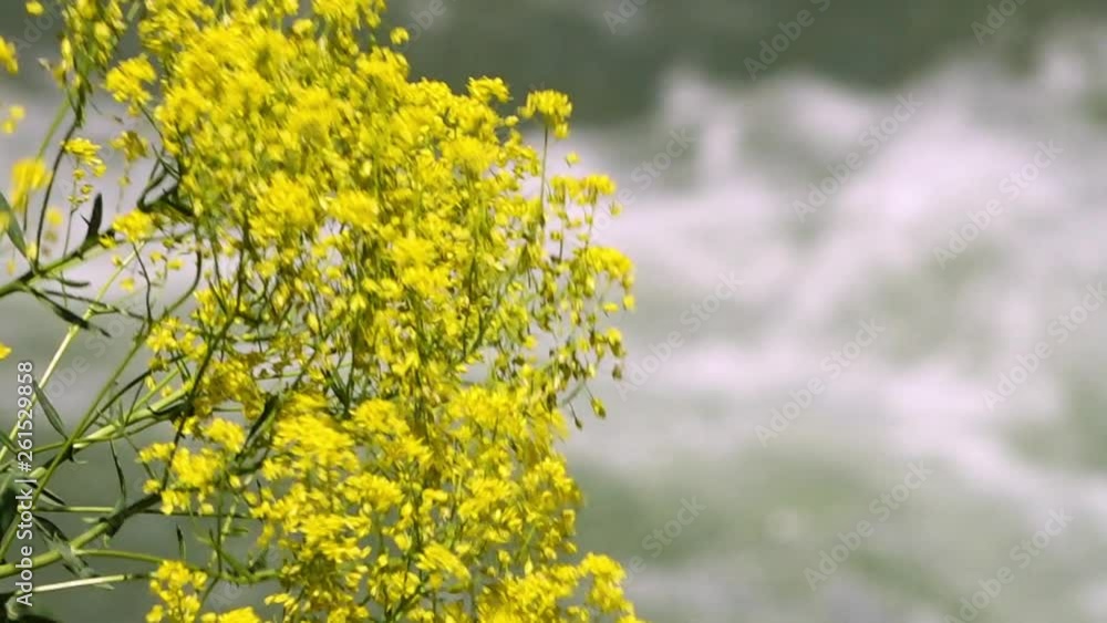 A steady, close up shot of a yellow flower moving in the wind while the water besides it splurges down the hill. A steady, close up shot of a yellow flower moving in the wind while the water besides it splurges down the hill.