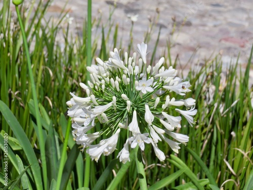 Wunderschöne große Blume mit weißen Blüten in der Nähe des Vulkans von Colima in Mexiko