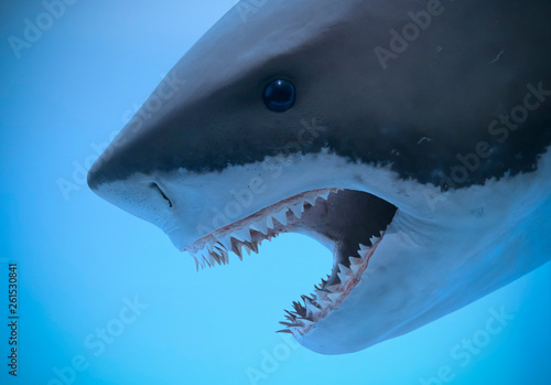 Obraz na plátne A Portrait of the Jaws of a Great White Shark