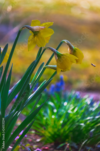 Daffodil and Bee