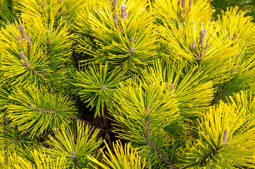 pinus mugo, known as creeping pine, dwarf mountainpine, mugo pine, mountain pine, scrub mountain pine or swiss mountain pine photo