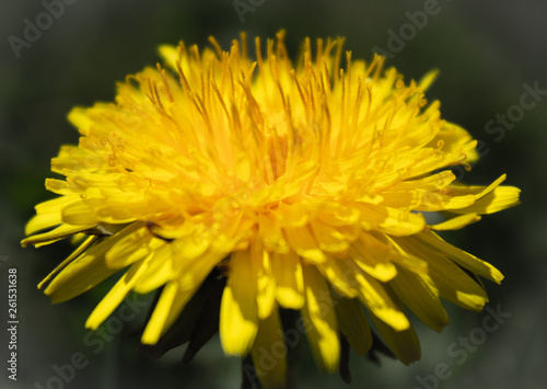 the beginning of spring  dandelion 