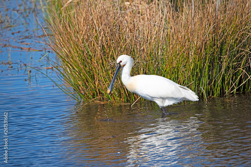 Eurasian Spoonbill in marshes the Weerribben the Netherlands.