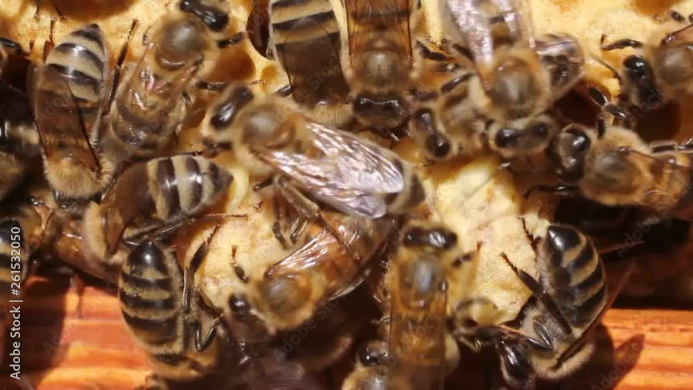 Bees create a wax cocoon of the future bee queen. Bees create a wax cocoon of the future bee queen.